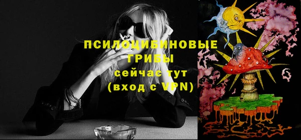 сатива Новозыбков