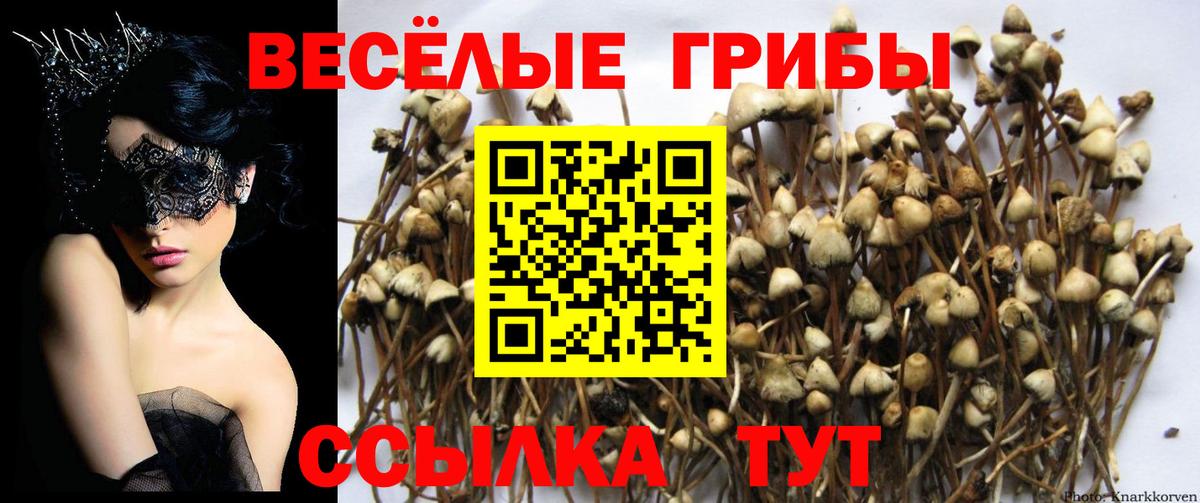 Галлюциногенные грибы Psilocybe  где найти наркотики  Великий Новгород  Вход с VPN 